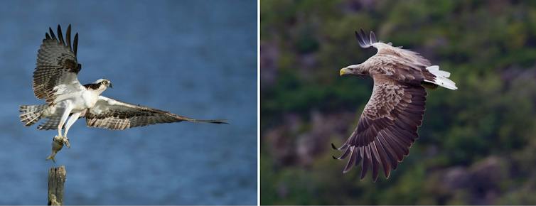 águila pescadora y águila de cola blanca
