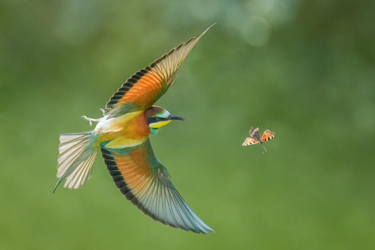 Abejaruco común cazando una mariposa en vuelo