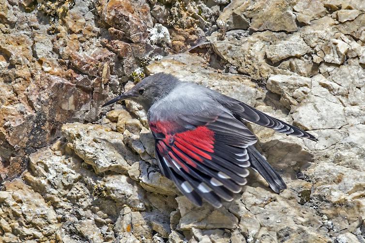 Una hembra de trepador azul en Rumanía