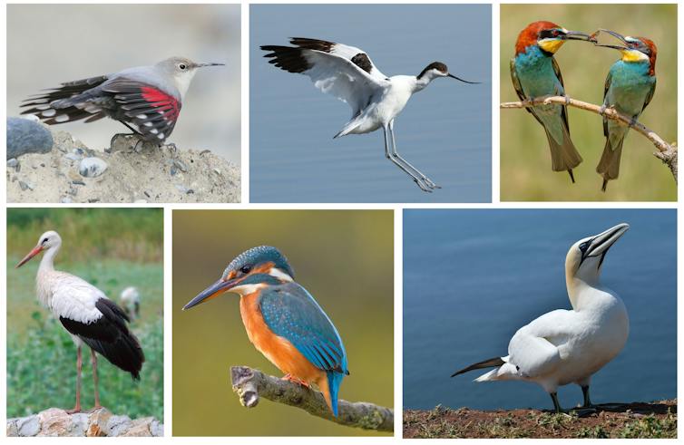 En la primera fila, de izquierda a derecha: el trepador azul, la avoceta elegante y el abejaruco común. En la segunda fila, de izquierda a derecha: la cigüeña blanca, el martín pescador y el alcatraz común