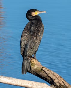 Cormorán en el río Regnitz, en Alemania