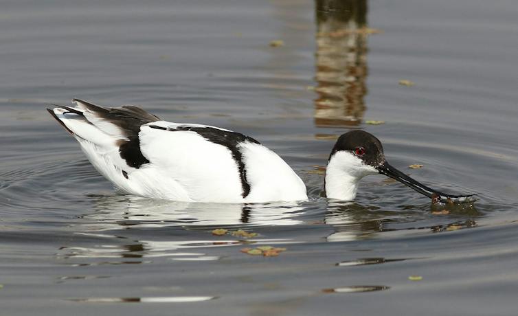 Una avoceta pescando gracias a su pico curvado