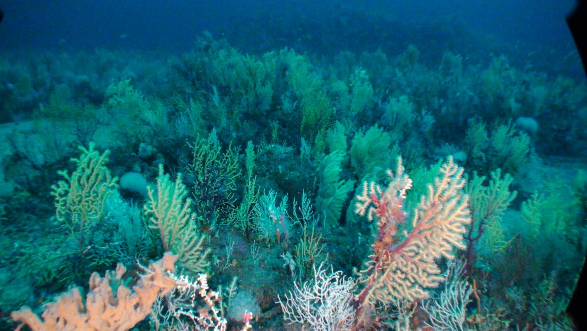 Dosier: Informe de Oceana y la pesca de arrastre en Almería