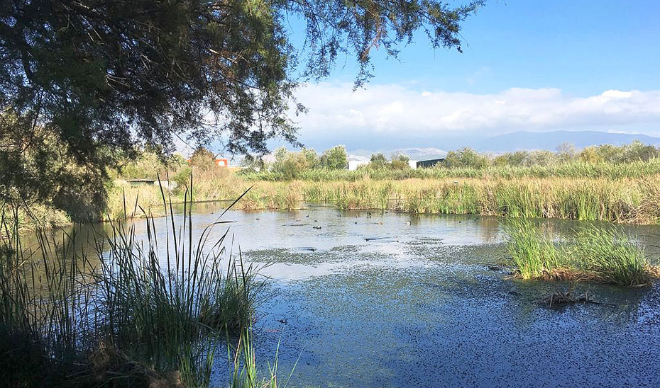 La Charca de Suárez, en Motril, ya es Zona de Especial Protección para las Aves