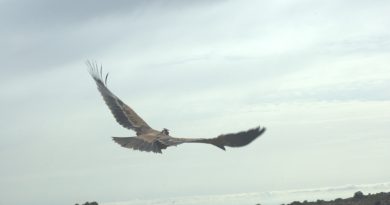 Liberados dos ejemplares de águila imperial ibérica en Almería