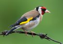 Cómo el entorno cambia el canto de los pájaros