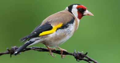 Cómo el entorno cambia el canto de los pájaros
