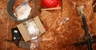 Osos, hienas, neandertales y 25 nuevos fósiles de ‘Homo antecessor’: últimas noticias desde Atapuerca