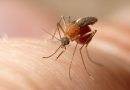 Los nuevos casos humanos de fiebre del Nilo Occidental en España activan la alerta