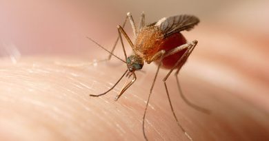 Los nuevos casos humanos de fiebre del Nilo Occidental en España activan la alerta
