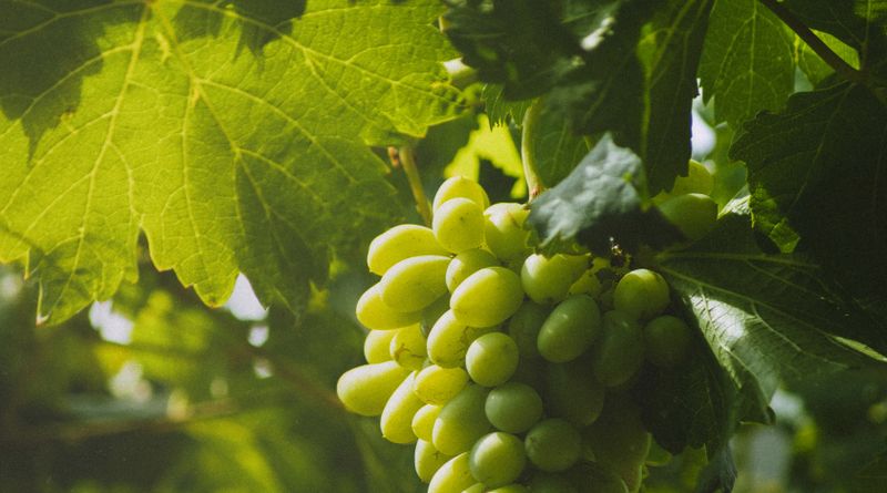 A bunch of ripe green grapes hanging from the vine in natural sunlight.
