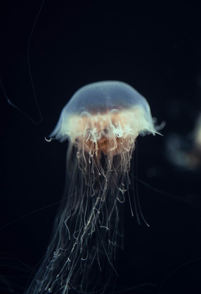 A graceful jellyfish drifts through dark waters, showcasing its translucent beauty.