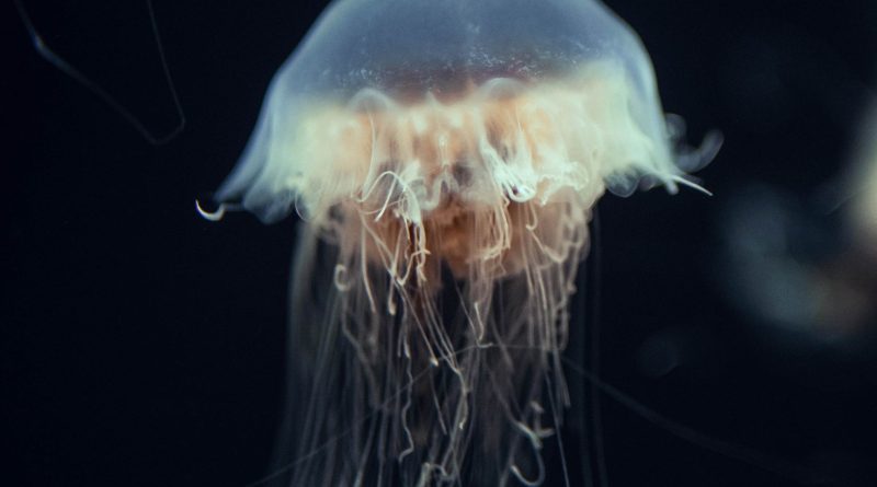 A graceful jellyfish drifts through dark waters, showcasing its translucent beauty.